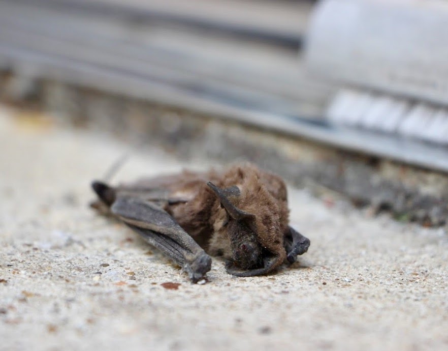 An unfortunate casualty, this bat was found dead by the east entrance and reported to admin for removal.