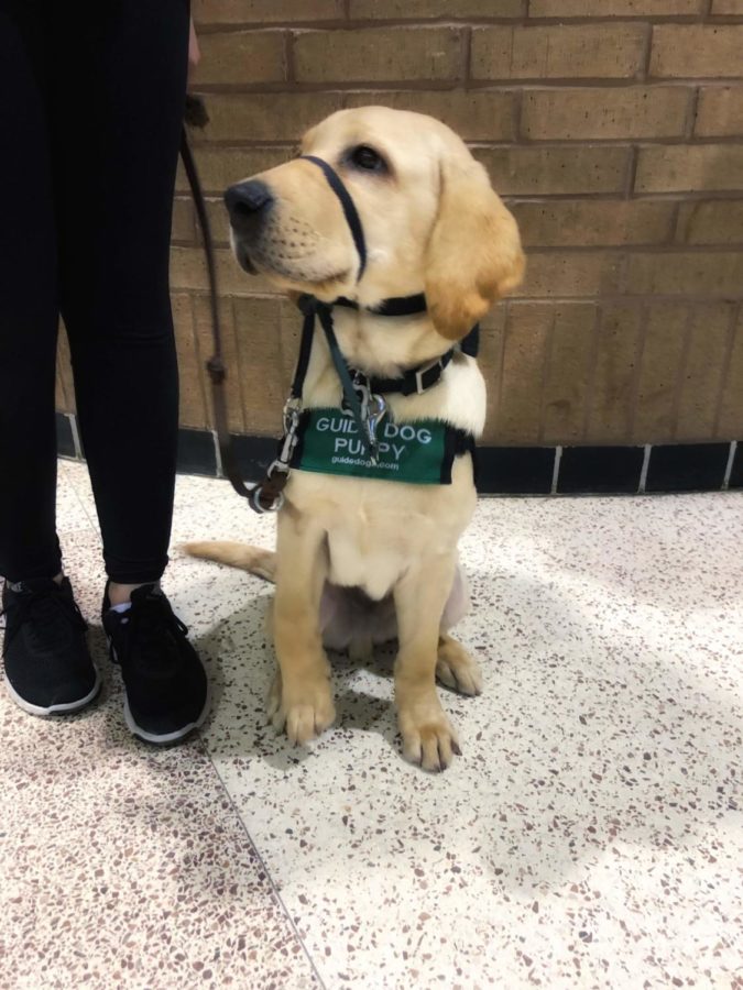 Isaac the Seeing Eye dog in training. 