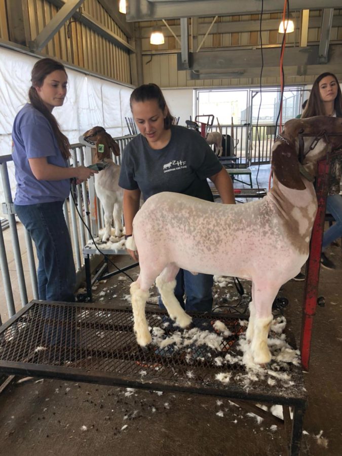 Instructor Mrs. Ord shears goat in preparation for Livestock show as Senior Gillian Barber watches.